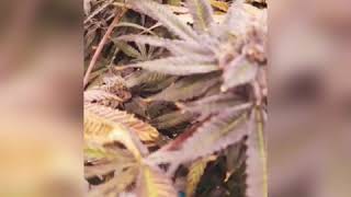 Project Cannabis Harvest Tour