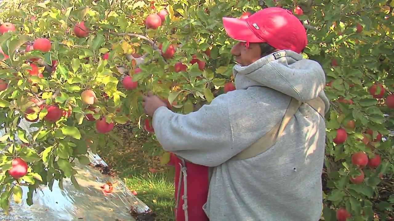 Honeycrisp Apple Review - Apple Rankings by The Appleist Brian Frange