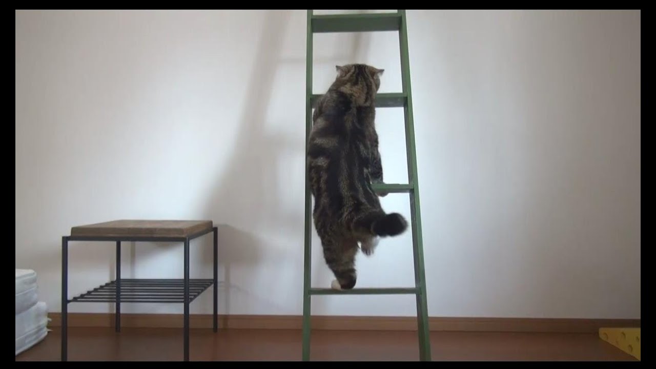 猫藓 はしごとねこ２。 -Ladder and Maru&Hana.-