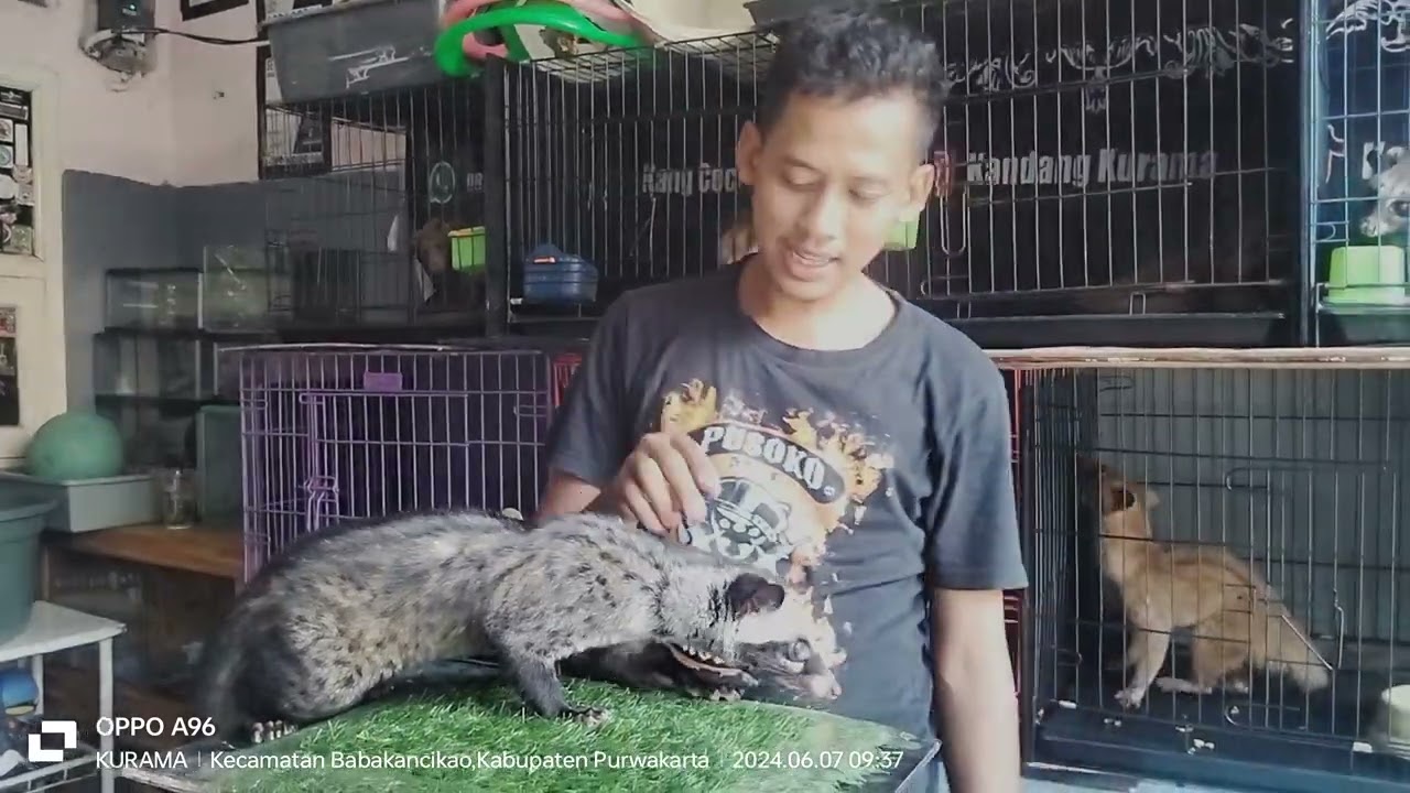 CEK HARGA PASARAN JENIS MUSANG .... 💯✅