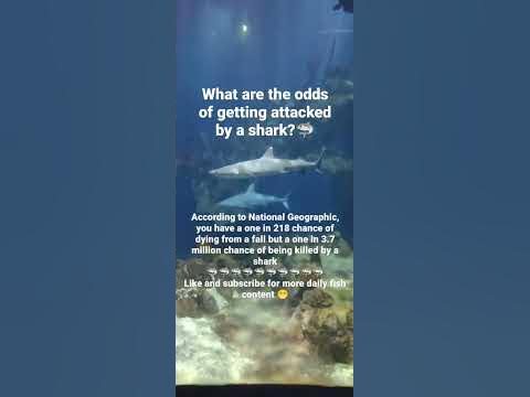 What are the odds of getting attacked by a shark?🦈 #shorts #shark #