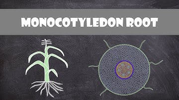 Monocot Root Structure | Plant Biology