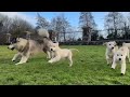 Husky Reacts To 8 Golden Retriever Puppies! (So Cute!!)