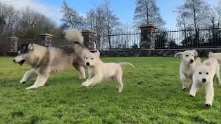 Husky Reacts To 8 Golden Retriever Puppies! (So Cute!!)