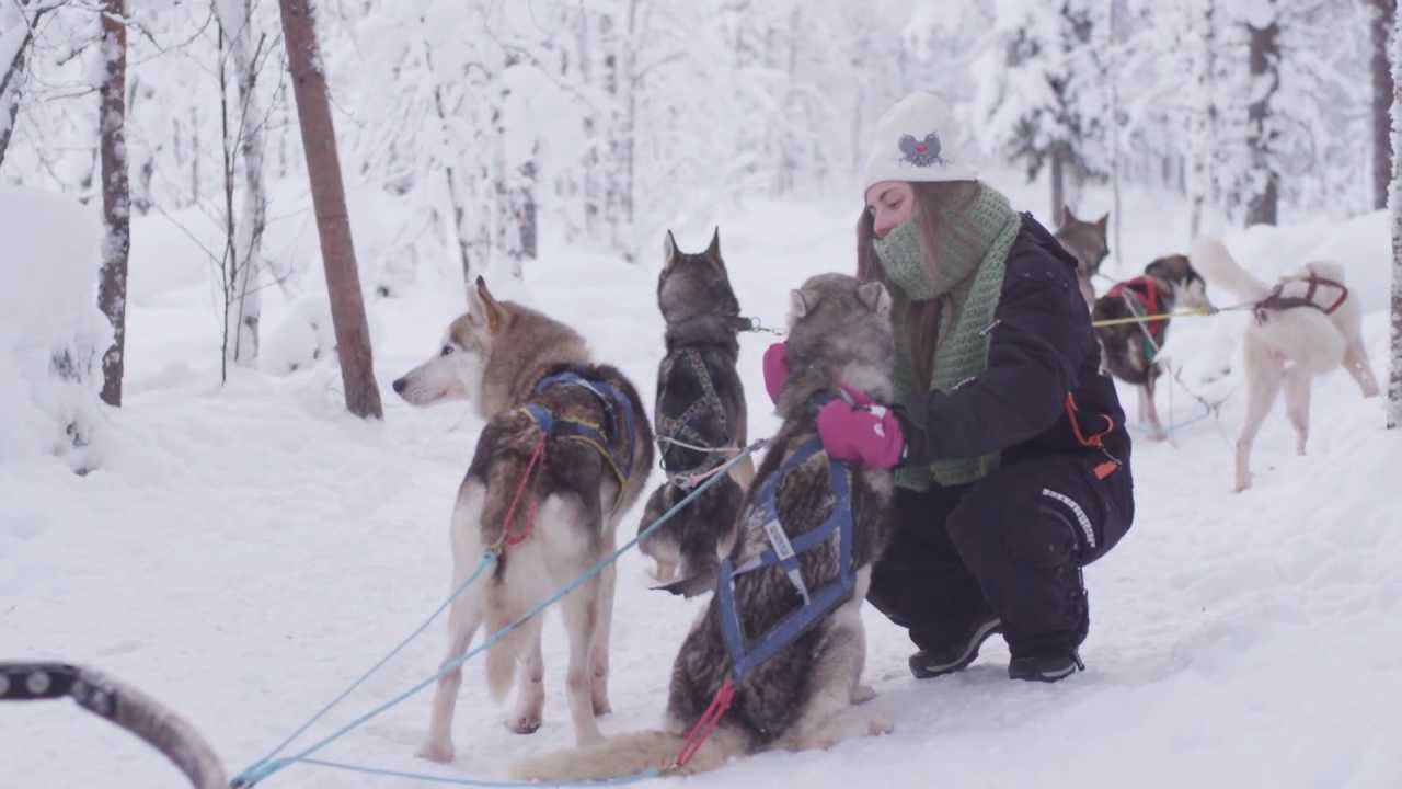 Husky sleigh rides in Levi mountain resort in Lapland safari with huskies in Finland - YouTube