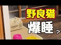 ダンボールが気にいったようで…【野良猫】