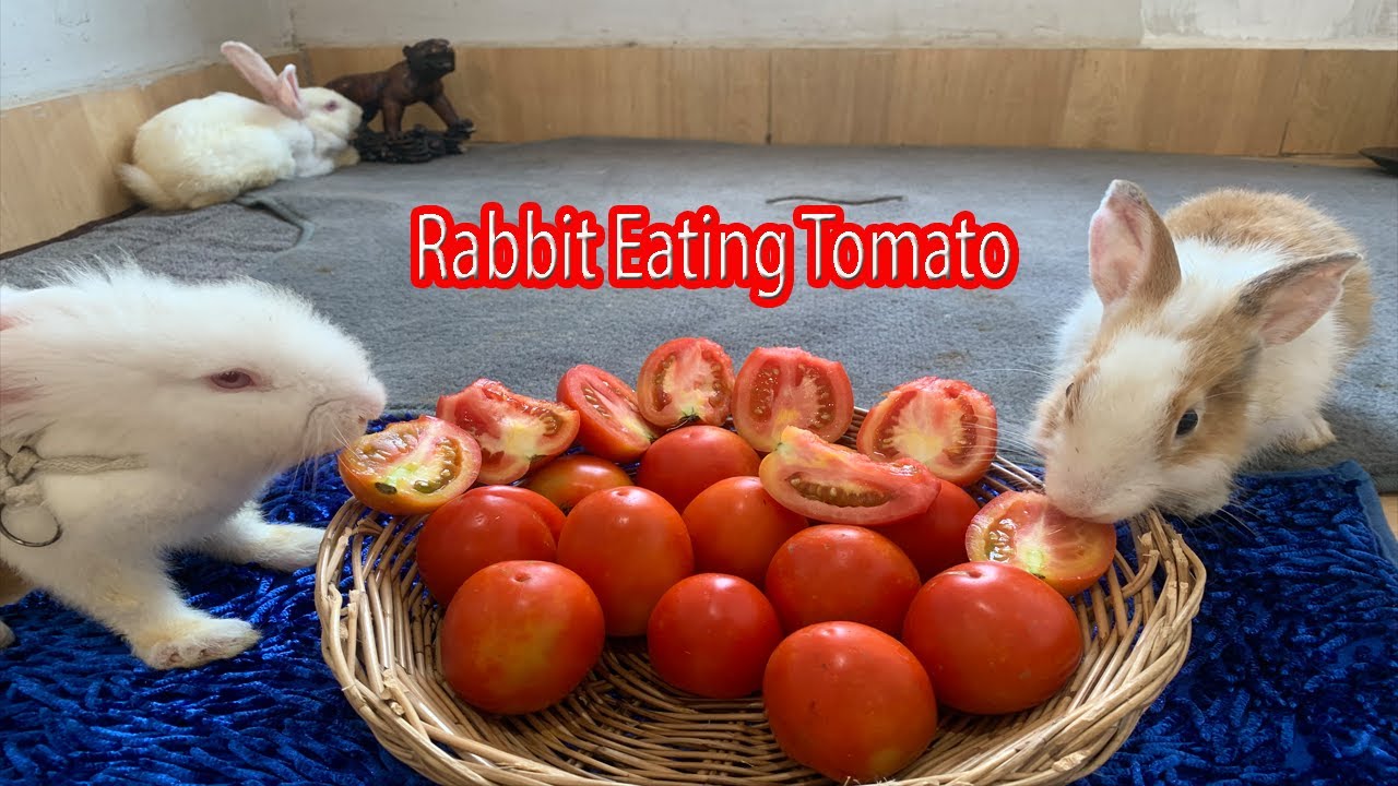 Rabbit Eating Tomato Rabbit Videos YouTube