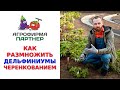 КАК РАЗМНОЖИТЬ ДЕЛЬФИНИУМЫ ЧЕРЕНКОВАНИЕМ