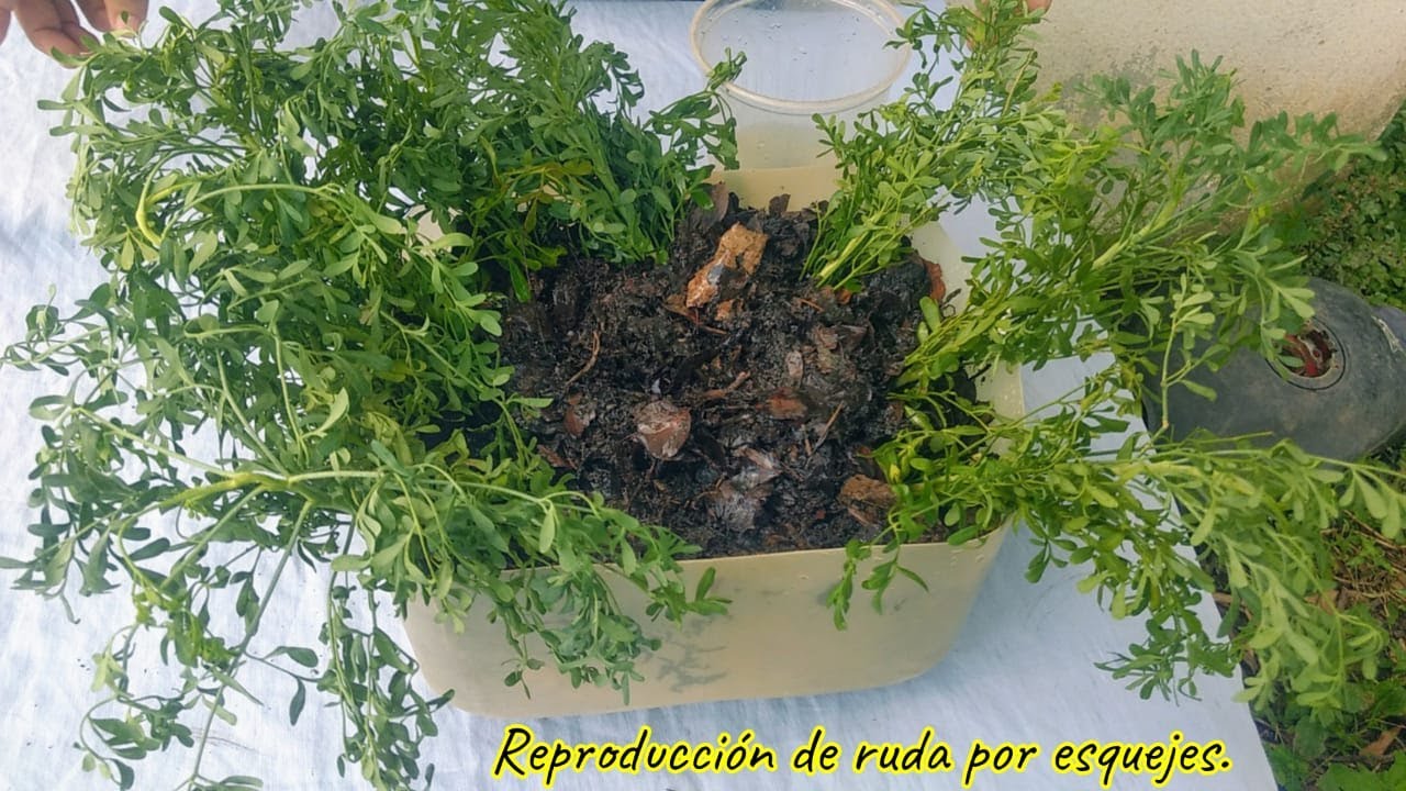 Método de reproducción de plantas de ruda por esquejes. - YouTube