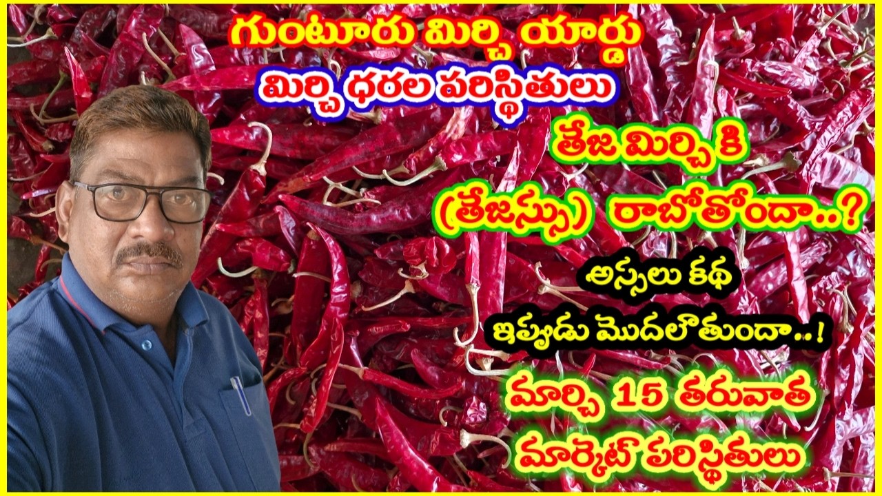 గుంటూరు మార్కెట్ మిర్చి ధరల పరిస్థితులు|తేజ మిర్చికి తేజస్సు రాబోతుందా..|మార్చి తరువాత పరిస్థితులు..