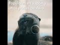 Locura en redes sociales por las nutria les causa un terrible sufrimiento