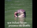 Locura en redes sociales por las nutria les causa un terrible sufrimiento