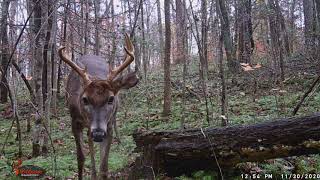 2 20201130 1255 Buck9