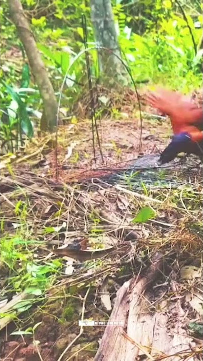 Jerat Burung Bubut Jawa Part 3