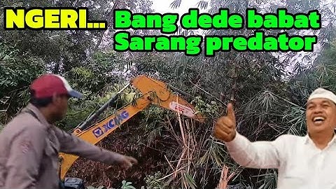 NORMALISASI KALI CIKARANG ‼️ NGERI BANG DEDE BABAT SARANG PREDATOR#kangdedymulyadi 