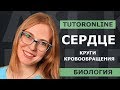 Сердце. Круги кровообращения | Биология TutorOnline