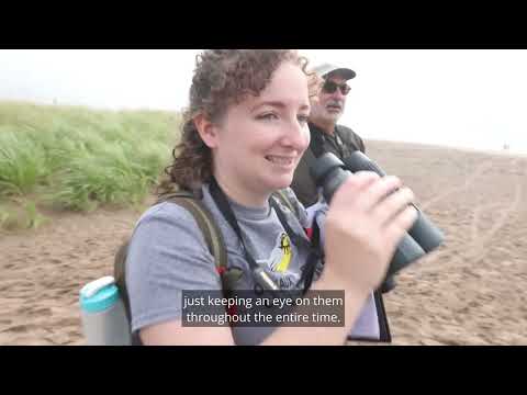 Video: Kde žije kulík polopalmátový?