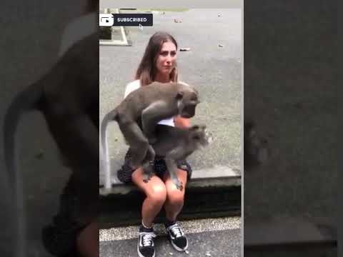 Unbelievable Animals funny short video#viral #funny #monky #king #trand #sex #porn #xvideos