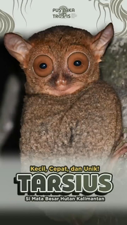 TARSIUS