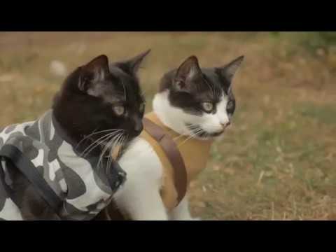 Vídeo: De Gats I Peixos: és Dolent Per Als Gats