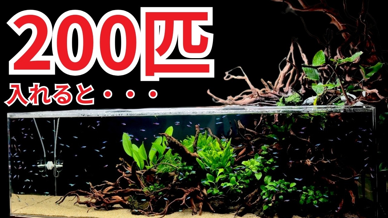 This huge aquarium filled with cardinal tetras is amazingIt's