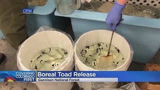 Boreal Toad Tadpoles Were Released In Gunnison National Forest