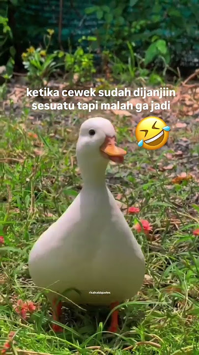 bebek ngomel #shortvideo #funny #lucu