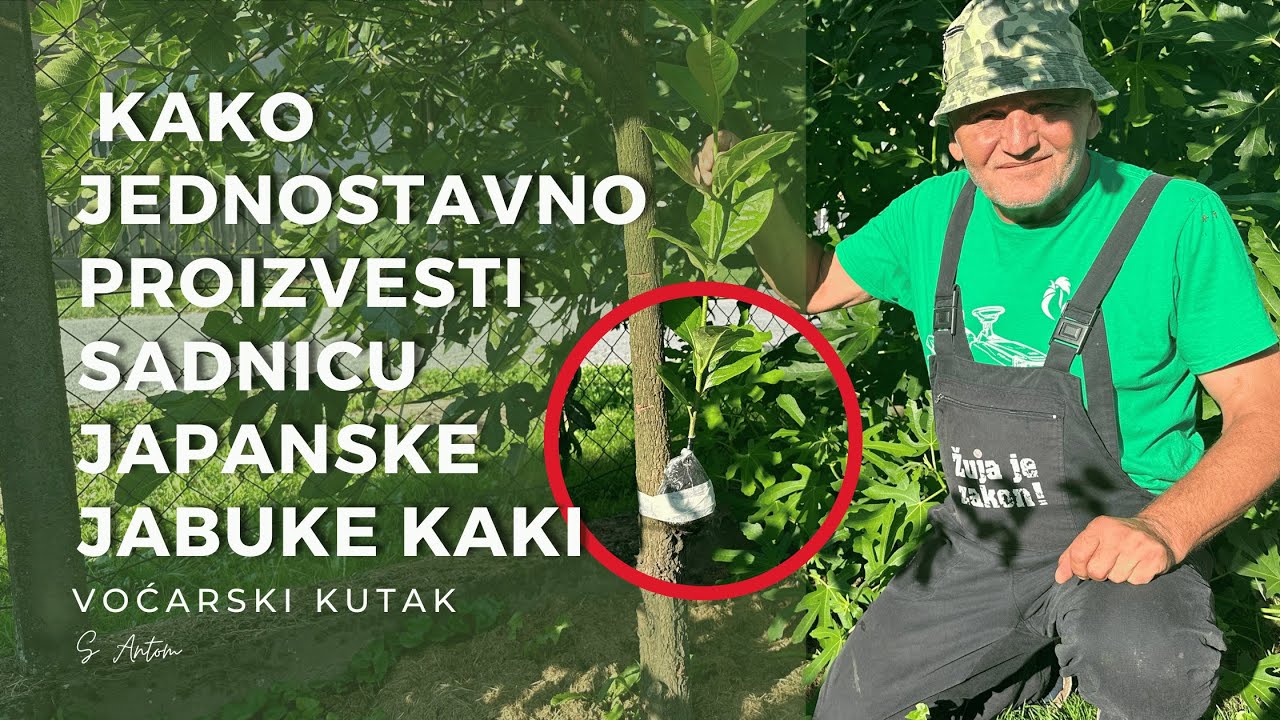 Kako Jednostavno Proizvesti Sadnicu Japanske Jabuke Kaki -How to Easily Propagate Japanese Persimmon