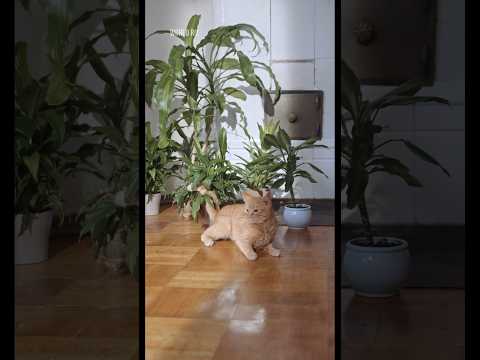 КОТЫ #факты #интересно #мир #животные #коты #кошки #котята #милыекотята #домашниеживотные #природа