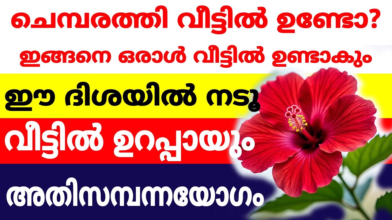 ചെമ്പരത്തി വീട്ടിലുണ്ടോ,ഇങ്ങനെ ഒരാൾ വീട്ടിൽ ഉണ്ടാകും ഈ ദിശയിൽ നടൂ,സമ്പൽ സമൃദ്ധിയും ഐശ്വര്യവും ഫലം