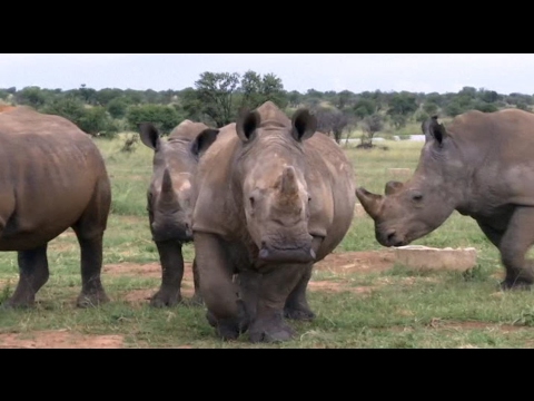 Video: Vaizdo įrašas Su Raganosio Rago Praleidimu Pietų Afrikoje - „Matador Network“