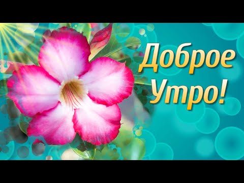 Доброе Утро Хорошего Дня🌼Самые Красивые Пожелания Доброго Утра🌼Доброго Утра и Хорошего Настроения - Смотреть видео с Ютуба без ограничений