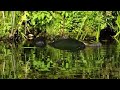 Snapping Turtles Part 1