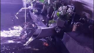 relaksasi gemercik air dan koi 2 menit saja bisa merefresh otak