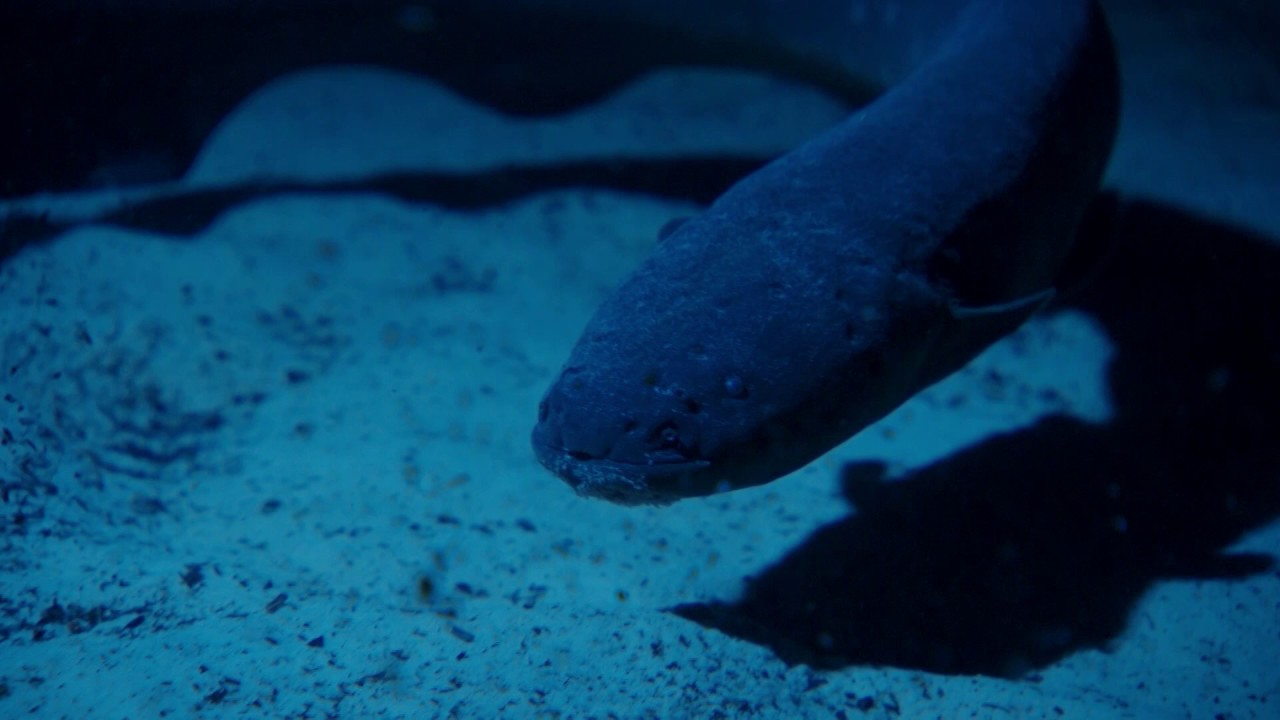 The moment electric eel electrocuted us ① YouTube