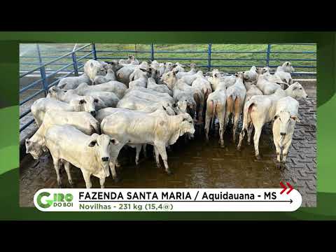PANTANAL: NOVILHADA IMPRESSIONA POR QUALIDADE E LEVA BÔNUS POR PRECOCIDADE
