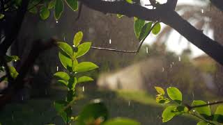 Soft rain and sun shine || Free Stock Video   || No Copy Right Video || Free video screenshot 5