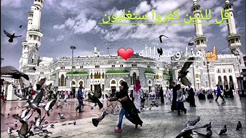 ( قل للذين كفروا ستغلبون ) تلاوة خاشعة للقارئ محمد النقيب ( نعم ستغلبون إن شاء الله ) ❤