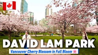 [4K]🌸🌸🌸David Lam Park,Vancouver,BC Spring Walking Tour on a Busy Monday Afternoon 