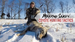 Breeding Season Coyote Hunting Tactics Coyote Hunting Indiana Season