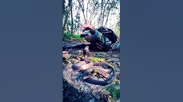 Gorkha v/s snake 🐍🐍Soldier vs Snake & Viral Video l #shorts nsg#commando#indianarmy#army#trending