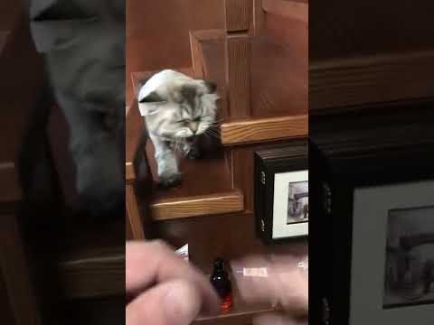 Агрессивный котенок