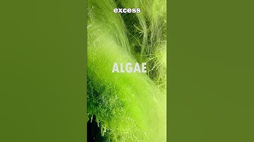 Thumbnail of Why Plant Fertilizers Can RUIN Your Aquarium