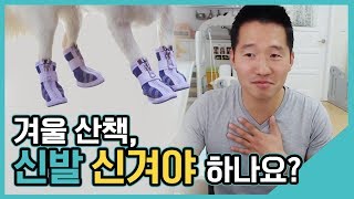 겨울 산책, 신발 신겨야 하나요?｜수밤라이브