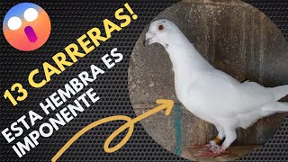 Palomas mensajeras y Colombofilia. PALOMAS DE 1980! HISTORIA QUE EMOCIONA. NO TE PIERDAS EL FINAL !!