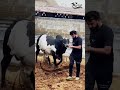 Oreo for sale Jelancattlefarm #mashaallah #cattleworld #allhumdulilah #cowlover #bull #cow