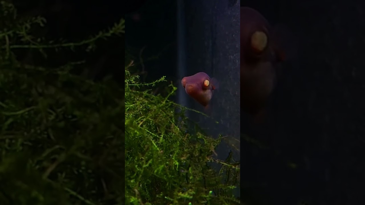 Alien or fish?