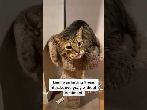 Video: Waarom hoest mijn kat?