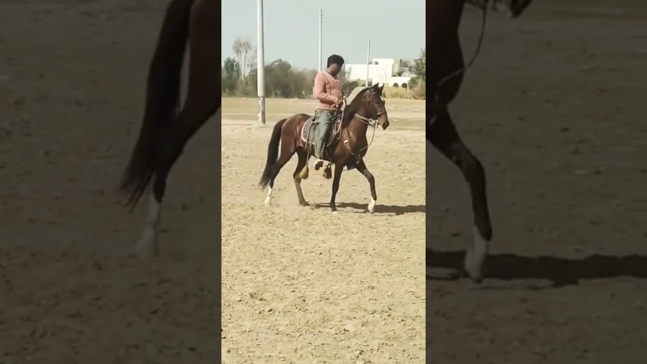 Hrose Dance Horse Lovers horse walking sound effectHorse reading trainingHorse Racing Hrose Dance..