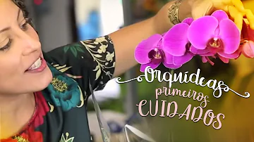 Como se deve regar as orquídeas?